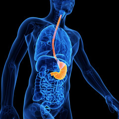  medical illustration of the stomach - obrazy, fototapety, plakaty