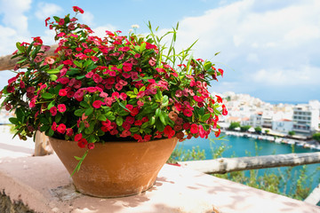 Цветок на фоне города и озера. Крит. Агиос Николаос.