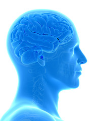  medical illustration of a human brain