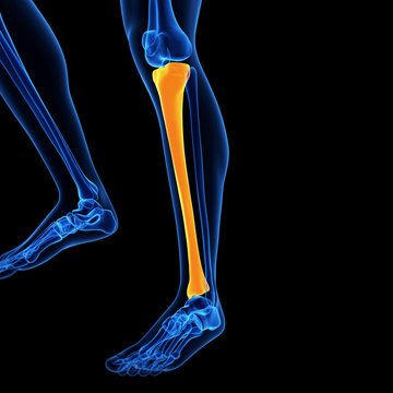  medical illustration of the tibia bone