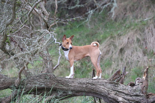 Basenji H&uuml;ndin Calaila