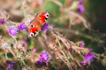 Peacock butterfly on violet flowers
