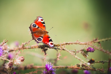 Peacock butterfly on violet flowers