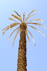 Palmera seca
