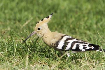 Hoopoe bird in natural habitat (Upupa epops)