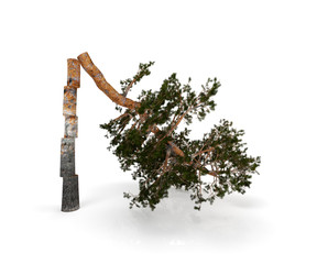 Cut tree isolated