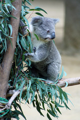 Koala Bear © ghostshiip