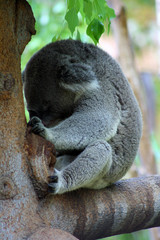 Sleeping Koala Bear