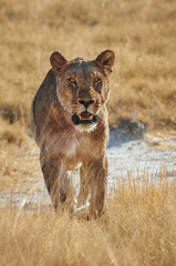 Lioness walking in frontally in  Etosha National Park