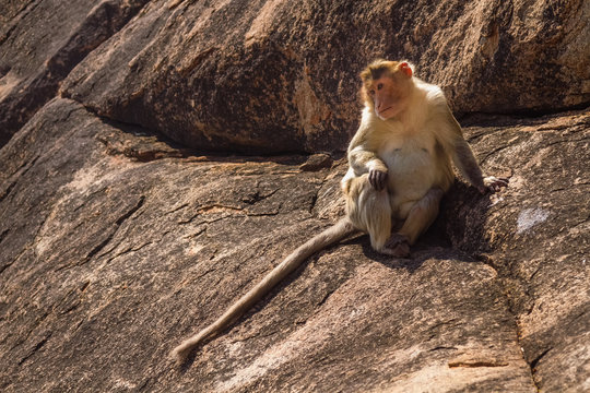 Monkey in the mountain