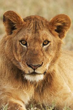 Portrait of a young lion vertically