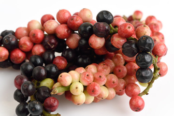 Antidesma velutinosum Blume