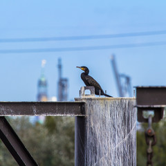 Kormoran