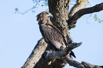 Juvenile Bateleur sitting in a dead tree in early morning