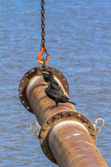 Kormoran