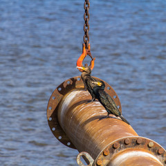 Kormoran