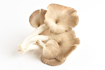 Indian Oyster, Phoenix Mushroom or Lung Oyster.