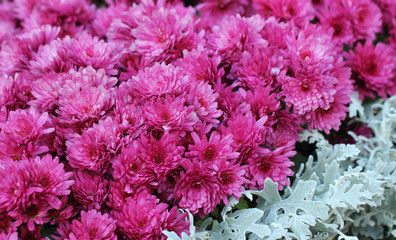 Pink chrysanthemum flowers