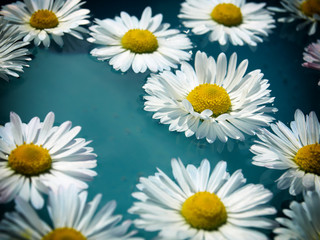 daisy white flower flying clear blue water