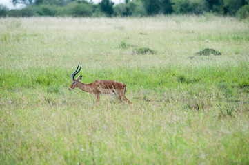 antelope