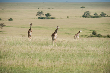 giraffe