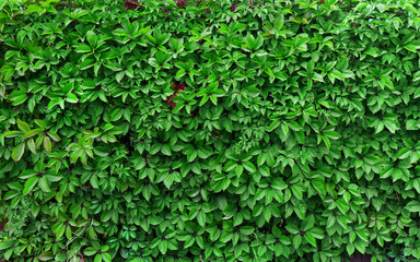 Obraz premium ideas for garden - Green ivy background