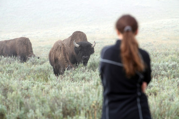 tourist in a herd of wild bisons