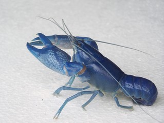 shrimp is blue(Cherax Destructor)