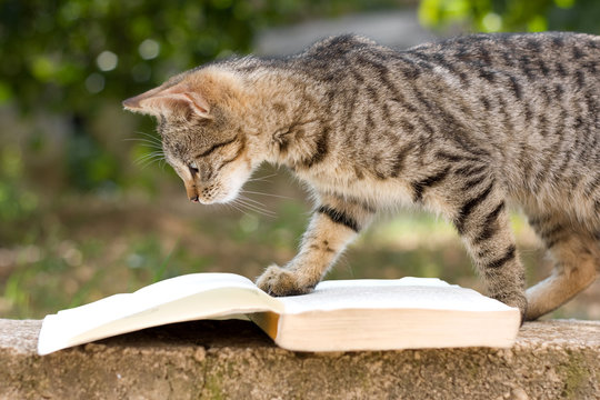 Cat 'reading' a book.