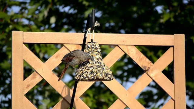 Female Cardinal on a hanging feeder