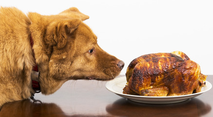 Dog about to eat rotisserie chicken - 71149677