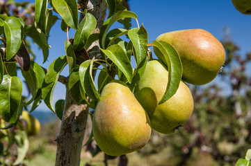 Group of green pears in an orchard