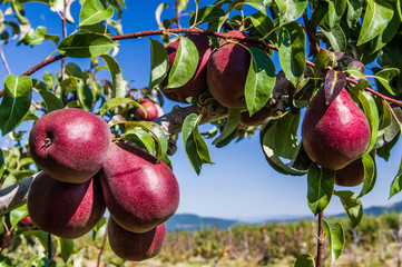 Group of red pears in an orchard