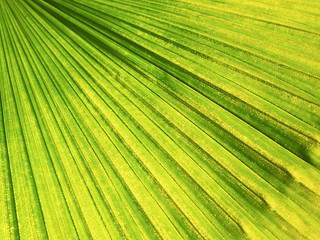 Closeup of palm tree leaf pattern