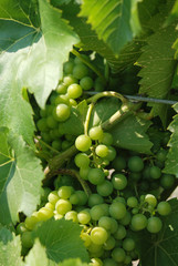 Winery GReen Grapes