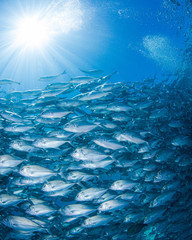 Bigeye kingfish