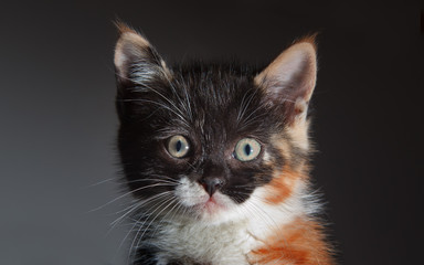 Kitten on bed