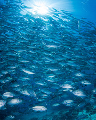 Bigeye kingfish