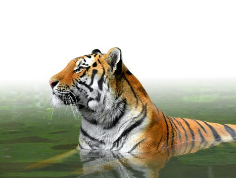 Siberian Tiger in water