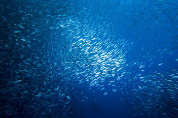 Hordes of sardine