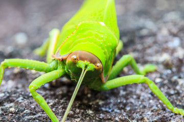 grasshopper macro on stone
