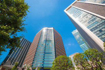 Fototapeta premium Street tree and Office Buildings