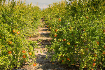 Fototapeta premium Pomegranate plantation