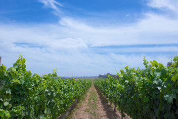 Fototapeta na wymiar Central California Grape Vineyard
