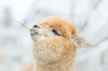 Closeup of an Alpaca