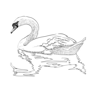 sketch swan