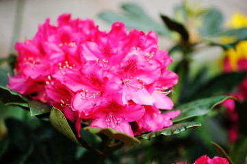Beautiful bright pink rhododendron flowers