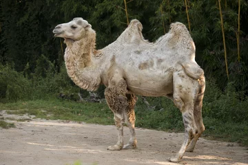 Photo sur Plexiglas Chameau portrait de chameau blanc