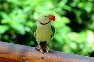 Alexandrine parrot, Inde