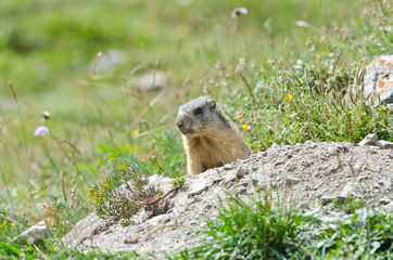 Attentive marmot